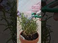 로벨리아 lobelia erinus 다년생초화 사계절 꽃보는 방법 지친꽃대 삭발 나온 가지로 삽목 삽목 성공률 높아요. 1년에 4번 꽃보기 가능해요🥰