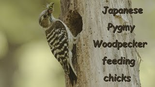 Japanese Pygmy Woodpecker feeding for chicks コゲラ ヒナへの給餌 信越の高原 6月上旬 野鳥4K 空屋根FILMS#1047