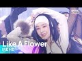 IRENE (아이린) - Like A Flower @인기가요 inkigayo 20241201