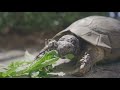 a story of rabbit and the tortoise خرگوش اور کچھوے کا مزے دار ایڈونچر