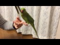 ワカケホンセイインコの大吉君とぺぺちゃん。結婚できるかなあ・・・。