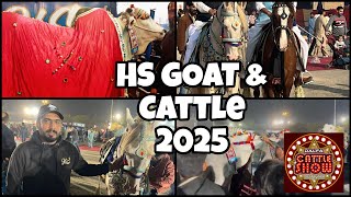 DALFA 2025 BIGGEST SIBBI BULL 2025 | HS GOAT \u0026 CATTLE FARM KARACHI