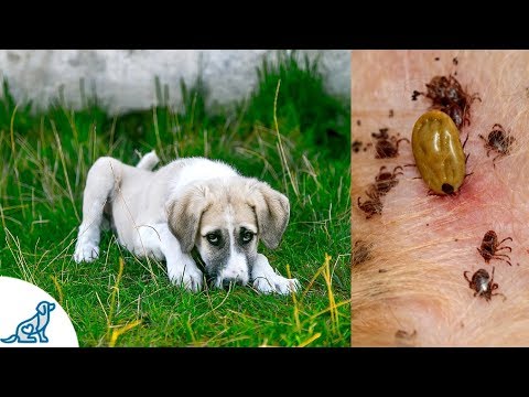 Can ticks affect dogs appetite?