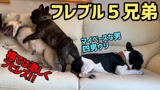 フレブル5兄弟 横ではブヒレス 全然動じない四男ウリ【フレンチブルドッグ　French Bulldogs　프렌치 불독　法国斗牛犬】