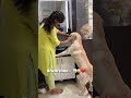 🪥🦷😂❤️ doglover dogshorts ytshorts dog dogvlog minivlog labrador youtubeshorts