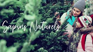 Sapins Naturels - Desjardins