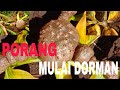 PORANG MULAI DORMAN DI (SulSel)