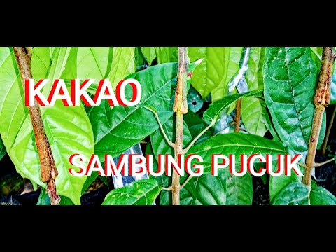 Sambung Pucuk Kakao Dipembibitan - YouTube