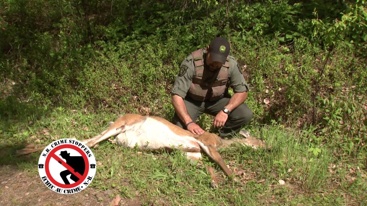 Crime Of The Week: Curbing Illegal Hunting And Trapping Practices In ...