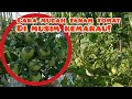 TUMPANG SARI TANAMAN JAGUNG DAN TOMAT YANG BENAR