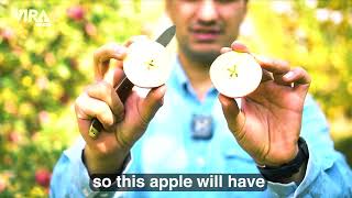 Iranian apple