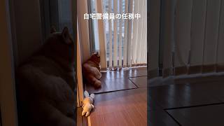 自宅警備員の任務中　小学生をお見送りしてたよ　#shiba #面白い犬 #しばいぬ #柴犬 #自宅警備員 #可愛い #dog