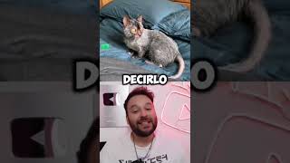 Este gato es mitad Rata 🤯