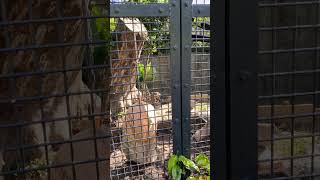 甘夏☆④ジャガー・ルナちゃん・ニライちゃん・カナイちゃん・沖縄こどもの国・・・Jaguar ・Okinawa Zoo \u0026 Museum(20240720)