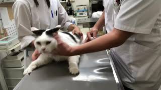 猫のプジャちゃんの診察と予防注射と処置