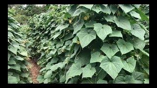 How to grow Cucumber in Panabo City, Davao Del Norte.