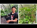 Tips For How To Grow Chillies At Home ep 6