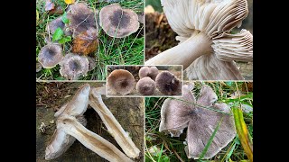 Pilzportrait: Erdritterling, Graublättriger Ritterling, Silbriger Erdritterling | Tricholoma terreum