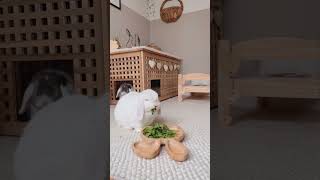 House Rabbit Home Setup | Indoor Rabbit | House Bunny | Pet Enclosures Part 6