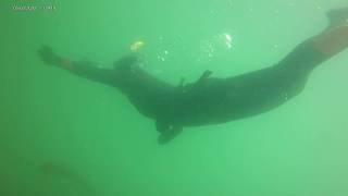 Venus's Graceful Dive and Ascent Into the Infamous Seaweed Wig