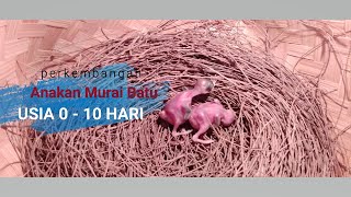 PANTAU PERKEMBANGAN ANAKAN MURAI BATU USIA 1 SAMPAI 10 HARI