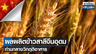 ผลผลิตข้าวสาลีจีนอุดม ท่ามกลางวิกฤติอาหาร | อาเซียน4.0ออนไลน์  | อาทิตย์ที่ 19 มิ.ย.65