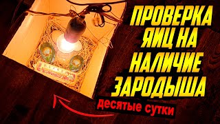 Инкубация яиц! Самодельный инкубатор! Наличие зародышей, десятые сутки!