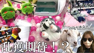 【クレーンゲーム】優良店でクレゲしたら初心者でも乱獲できるの？（vlogも少しあるよ）【ぬいぐるみ】