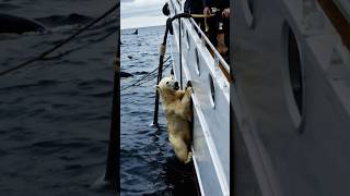 😲Save a cute polar bear from a horde of aggressive creatures! A heartwarming rescue! 😍