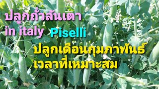 ปลูกถั่วลันเตา,Piantare i Piselli  EP.132/25-02-2022