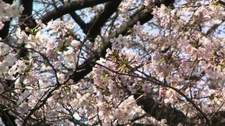 中目黒桜まつり 2014年3月28日-02