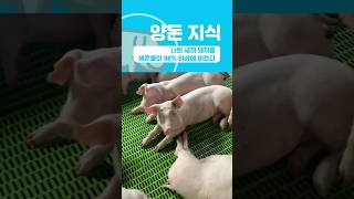 새끼 돼지를 98% 이상 생존시키고 싶다면 이 영상을 놓쳐서는 안 됩니다