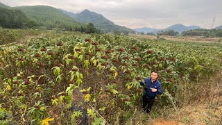 广西小伙种30亩珍贵稀有植物，村里人都笑他傻，没想到挣了600万