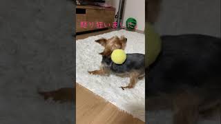 ボール遊びを無視した結果。 #ヨークシャーテリア　#ヨークシャテリア　#癒し動画　#おもしろ動画