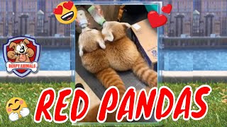 Cute Red Pandas - Adorable Red Panda's | Derpy and Funny Red Pandas 2020