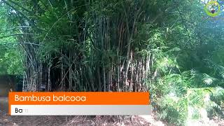 Bamboo | Bambusa balcooa | only for maratwada region.