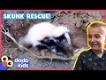 Baby Skunks Get Lost — Stinkiest Rescue Ever! | Animal Videos For Kids | Dodo Kids: Rescued!