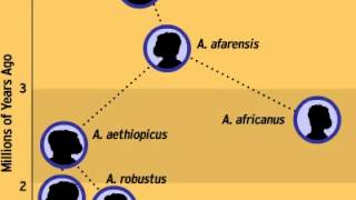 Social Studies: Hominids