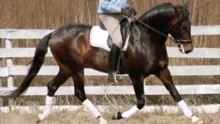 legendary lusitano stallion xisto Interagro