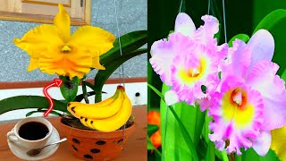 Mẹo Nhỏ Chăm Sóc Những Cây Hoa Lan Cattleya Ra Hoa Và Ra Nhiều Mầm Con | Cattleya Orchid