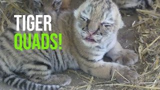 Celebration at AquaZoo Leeuwarden: Four Amur Tiger Cubs Born