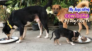 My dogs eating cow bone episode 392| By Dog Food TV