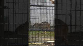 うろうろ散歩するカピバラの子供のモミ君　智光山公園こども動物園　Capybara Children