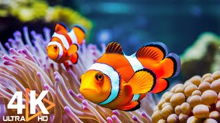 Akwarium 4K ULTRA HD 🐠 Hipnotyzujące błazenki i koralowce z uspokajającymi dźwiękami