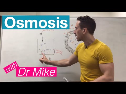 What are the 2 requirements other than water needed for osmosis to take place?
