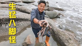 赶海闯进海货老窝，拳头大的海螺抓了一窝又一窝，擒获生猛八脚怪