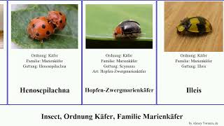 Insect, Ordnung Käfer, Familie Marienkäfer maculata marginalis Flach-Marienkäfer redtenbacheri