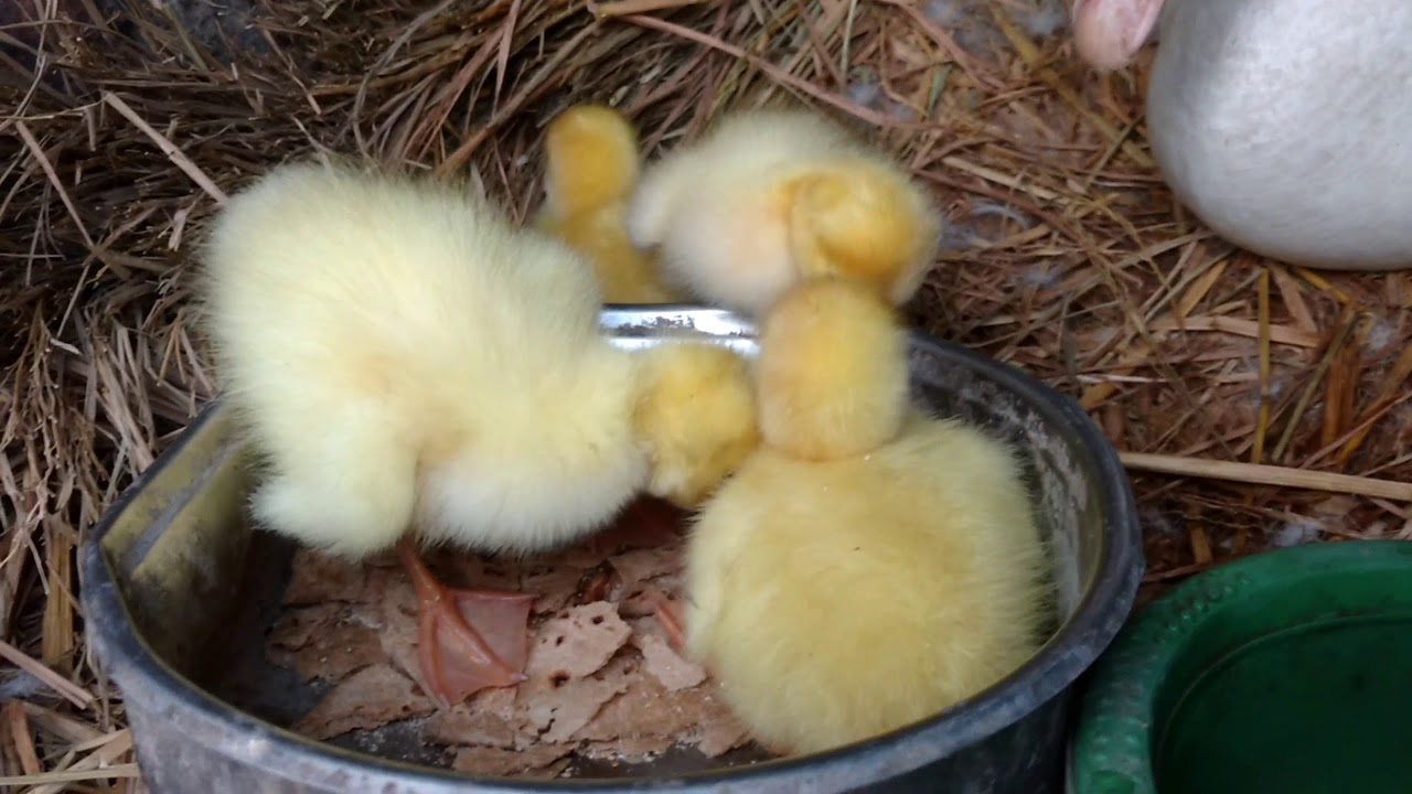 New Born Duck Babies Eating First Food | Ducklings Having Meals For The ...