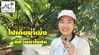 การสกัดน้ำผึ้ง และ ไขผึ้งจากรัง แบบสดๆ ที่สวนลำไยของเรา(EP27)