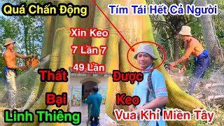 Chấn Động Miếu Ông Hổ Linh Thiêng Vua Khỉ Miền Tây Cưa 2 Cây Gòn Siêu Khủng Ngã Rung Rinh Cả Mặt Đất